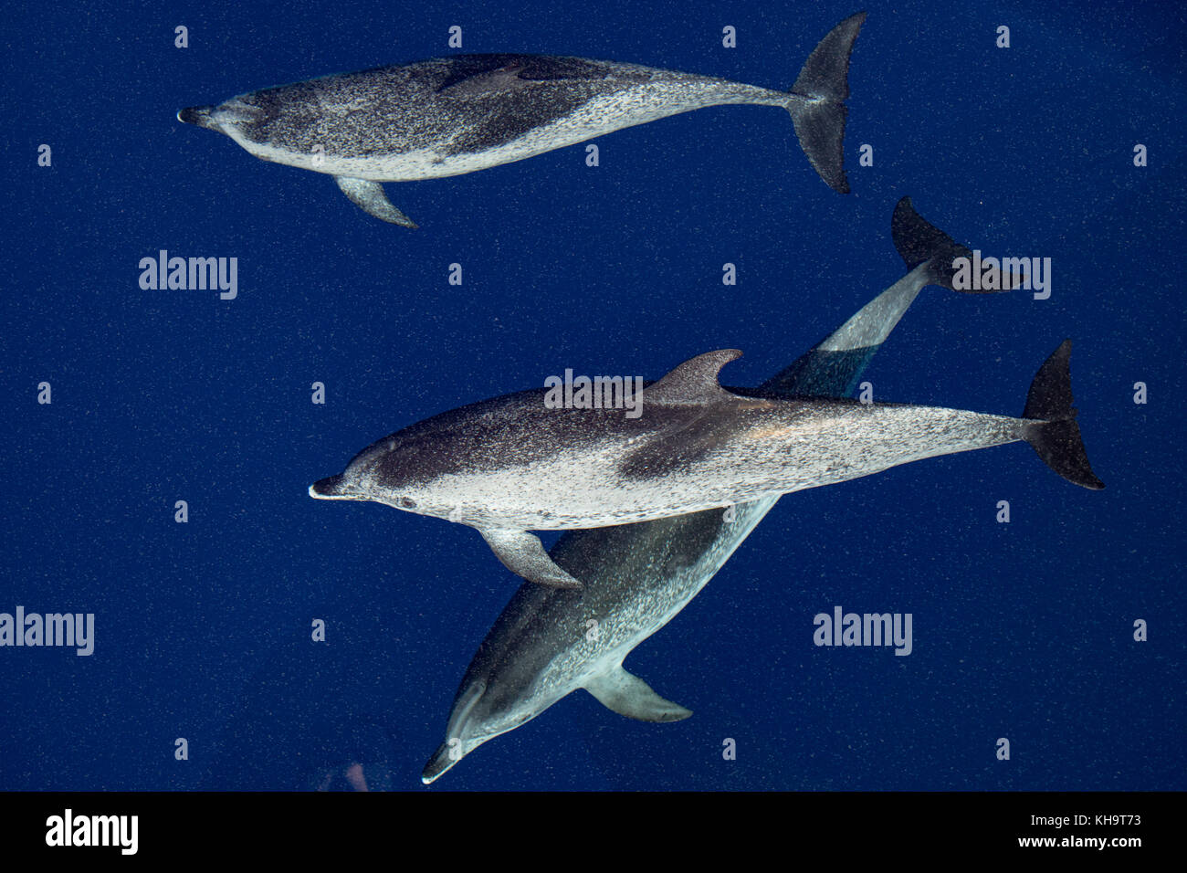 Les dauphins tachetés de l'Atlantique Venez rouler la proue de la National Geographic Orion dans l'eau claire vitreux dans le milieu de l'Océan Atlantique Banque D'Images