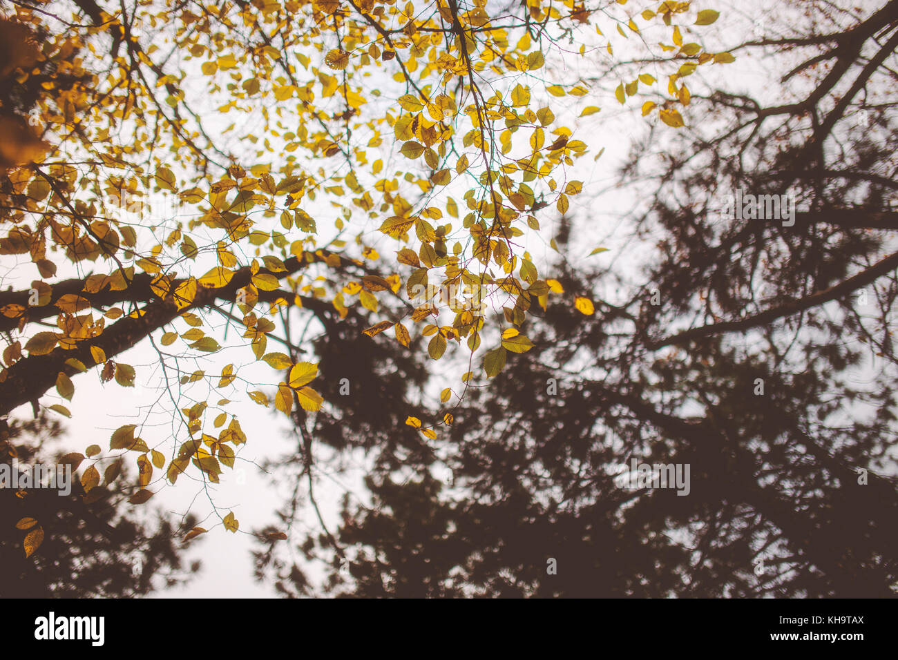 Vue de dessous de la belle forêt d'automne par jour nuageux. Banque D'Images