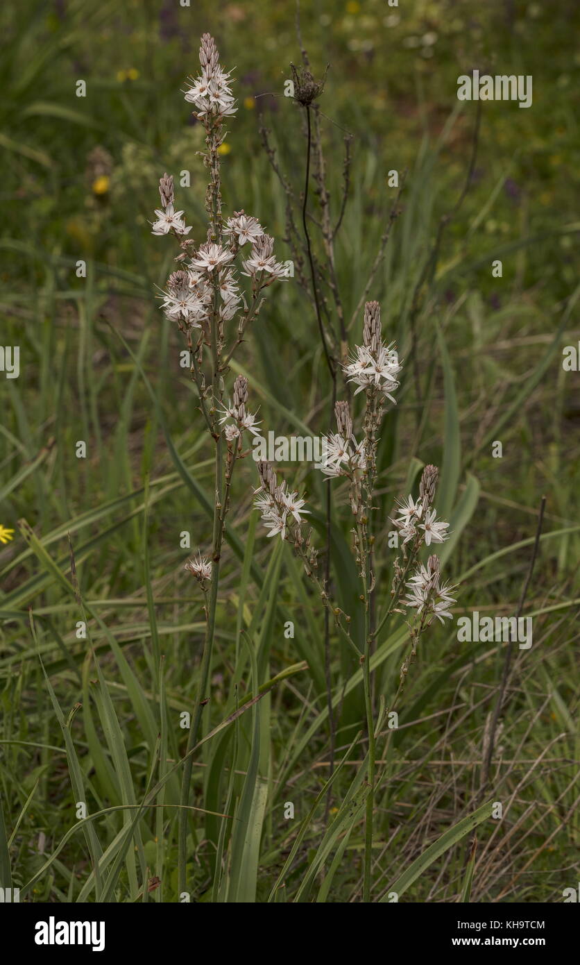 Asphodèle ramifié Asphodelus ramosus,, en fleurs au printemps ; le Péloponnèse, Grèce. Banque D'Images