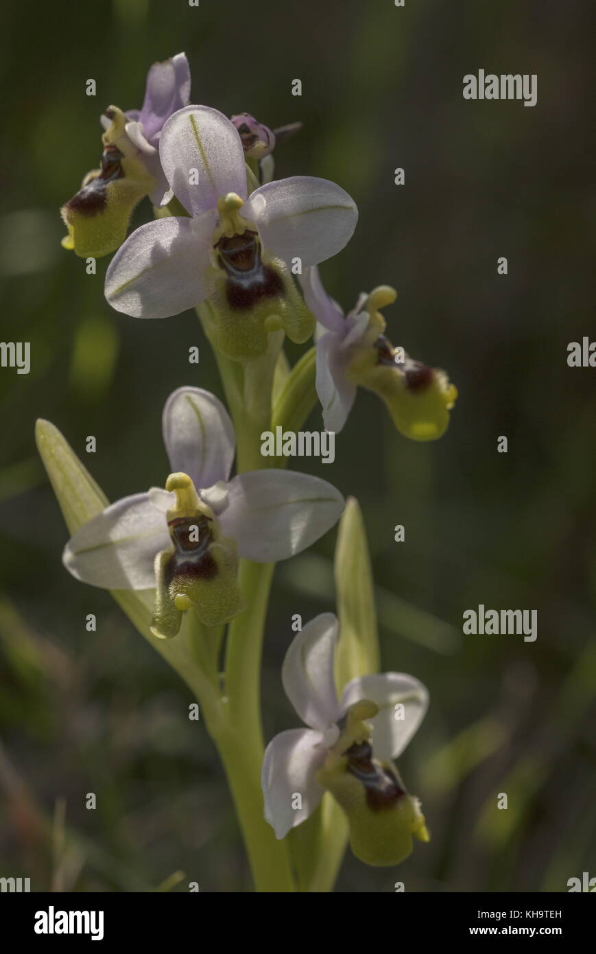 L'Orchidée mouche, Ophrys tenthredinifera, en fleurs, Péloponnèse, Grèce. Banque D'Images
