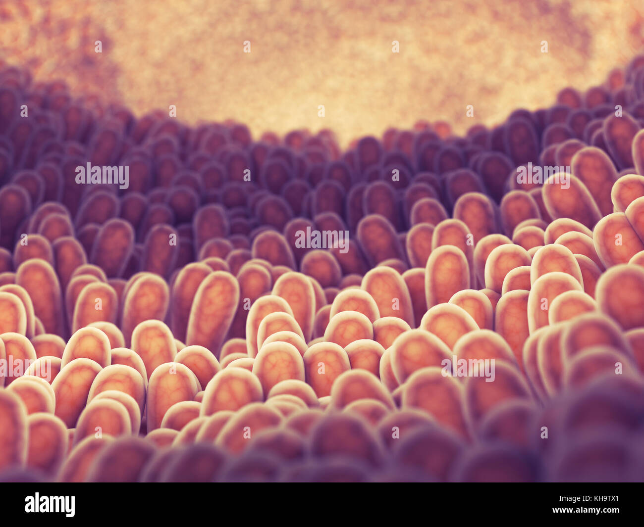 Paroi intestinale et villosités , santé intestinale Banque D'Images