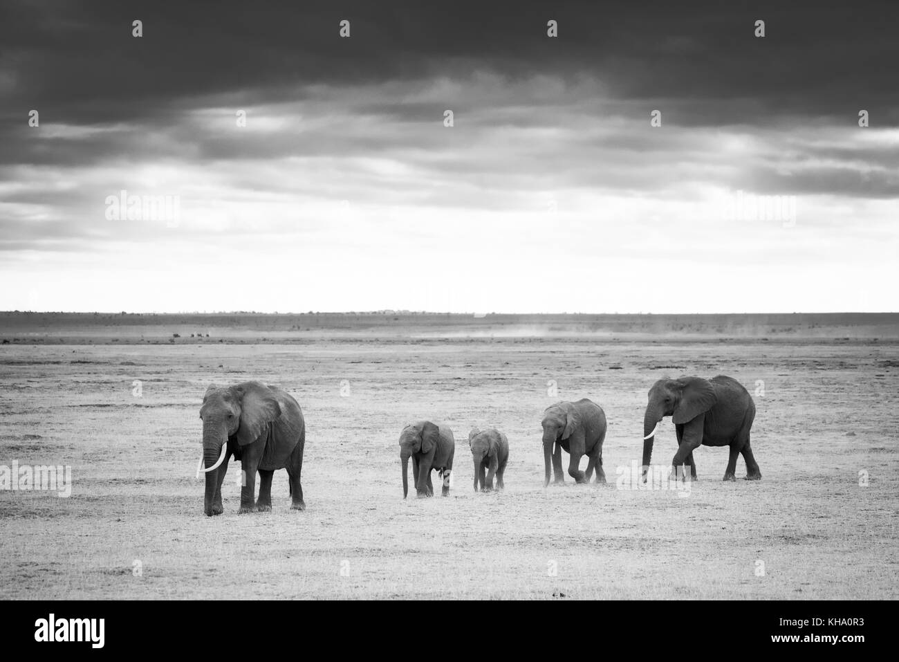 Une famille d'éléphants d'Afrique, lors d'une promenade au parc national d'Amboseli, Kenya Banque D'Images