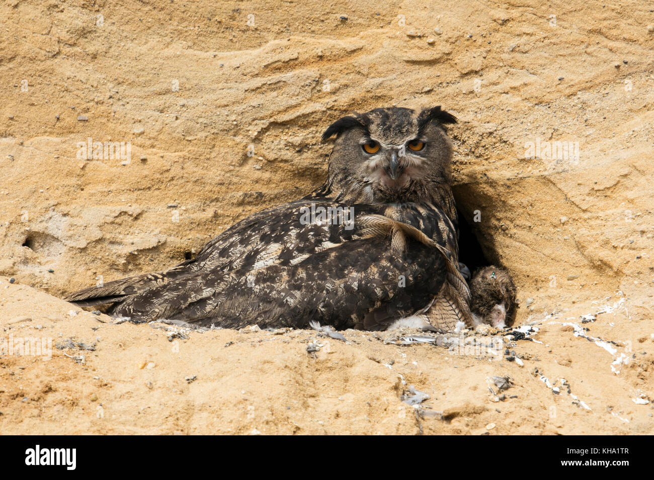 La Chouette des aigles d'Eurasie ( Bubo bubo ) à son site de reproduction dans une fosse de sable, l'éclosion d'adultes et la cueillette de ses poussins, la faune, l'Europe. Banque D'Images