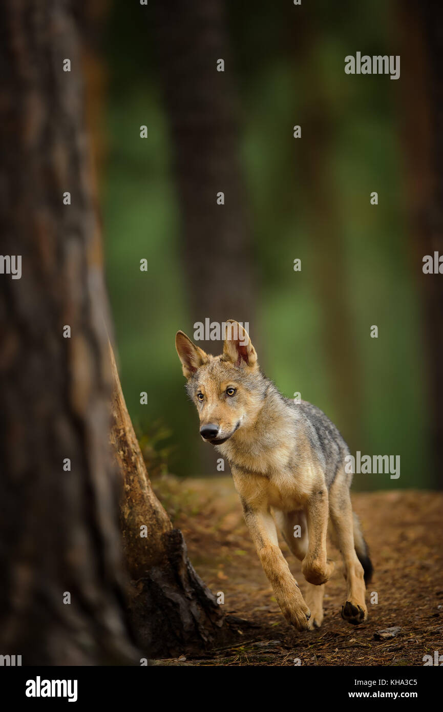 L'exécution de loup dans la forêt sombre Banque D'Images