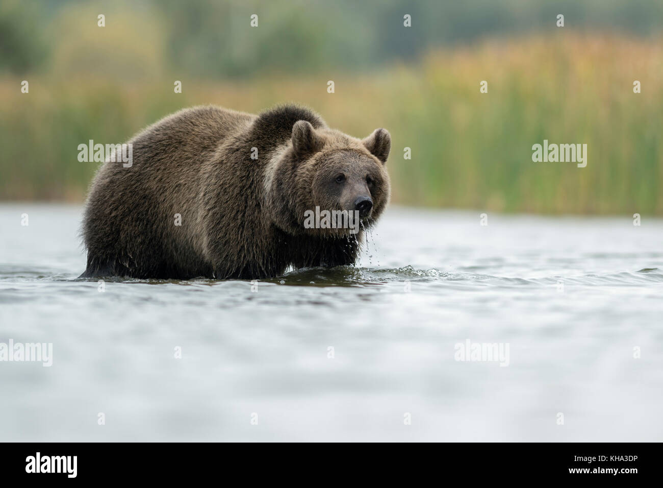 Ours brun / Braunbaer ( Ursus arctos ), jeune adolescent, debout dans l'eau peu profonde, la marche à travers l'eau, en face d'une ceinture de roseaux, de l'Europe. Banque D'Images