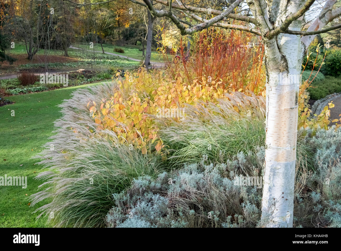 Graminées ornementales Miscanthus sinensis, petit chaton, et d'arbustes, Cornus Sanguinea Midwinter Fire, à l'automne feuillage, Harlow Carr Jardin, Yorkshire, UK Banque D'Images