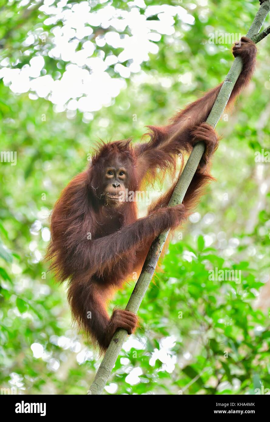 L'orang-outan de Bornéo central ( Pongo pygmaeus wurmbii ) sur l'arbre dans l'habitat naturel. la nature sauvage dans la forêt tropicale de Bornéo en Indonésie. Banque D'Images