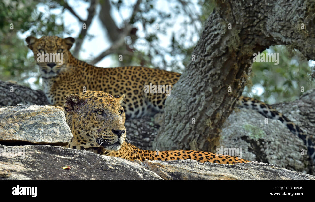 Comment S Appelle La Femelle Du Léopard Male and female leopard Banque de photographies et d'images à haute  résolution - Alamy