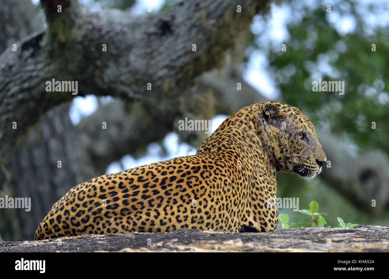 Vieux mâle léopard sur une pierre. l'armée sri-lankaise leopard (Panthera pardus kotiya) mâle Banque D'Images