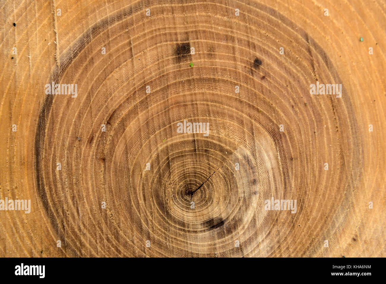 Résumé Fond en bois avec des chemins et des fissures radiales formées après scier du bois Banque D'Images