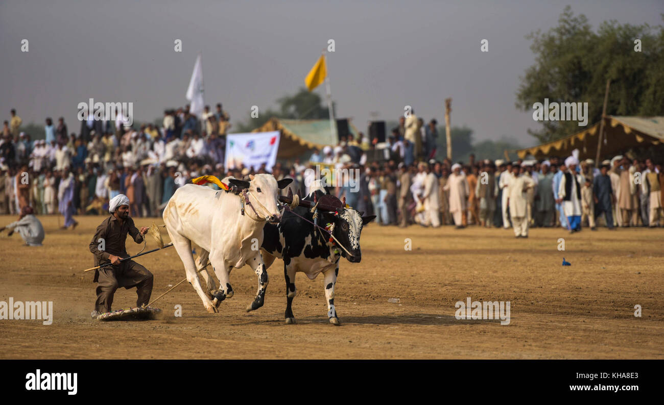 Le Pakistan rural, le tressaillement et apparat bull course. Les hommes l'équilibre précaire sur un traîneau en bois race une paire de taureaux. Banque D'Images