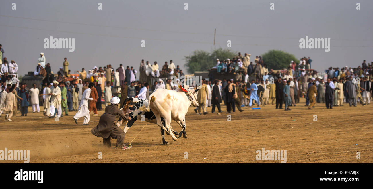 Le Pakistan rural, le tressaillement et apparat bull course. Les hommes l'équilibre précaire sur un traîneau en bois race une paire de taureaux. Banque D'Images