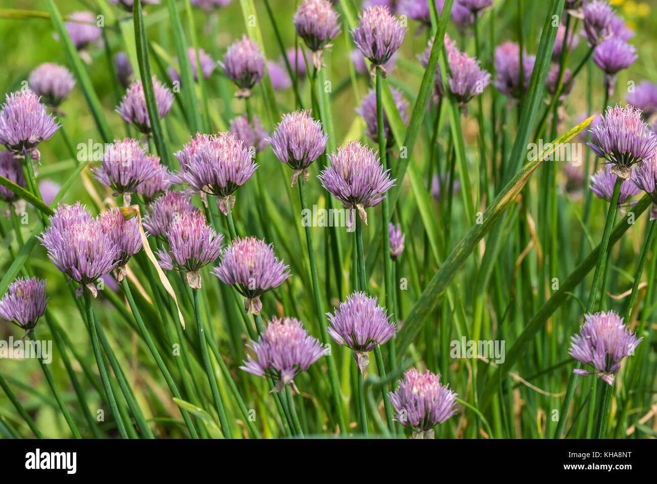 Cadre naturel magnifique floral background d'oignon violet fleurs du jardin Banque D'Images