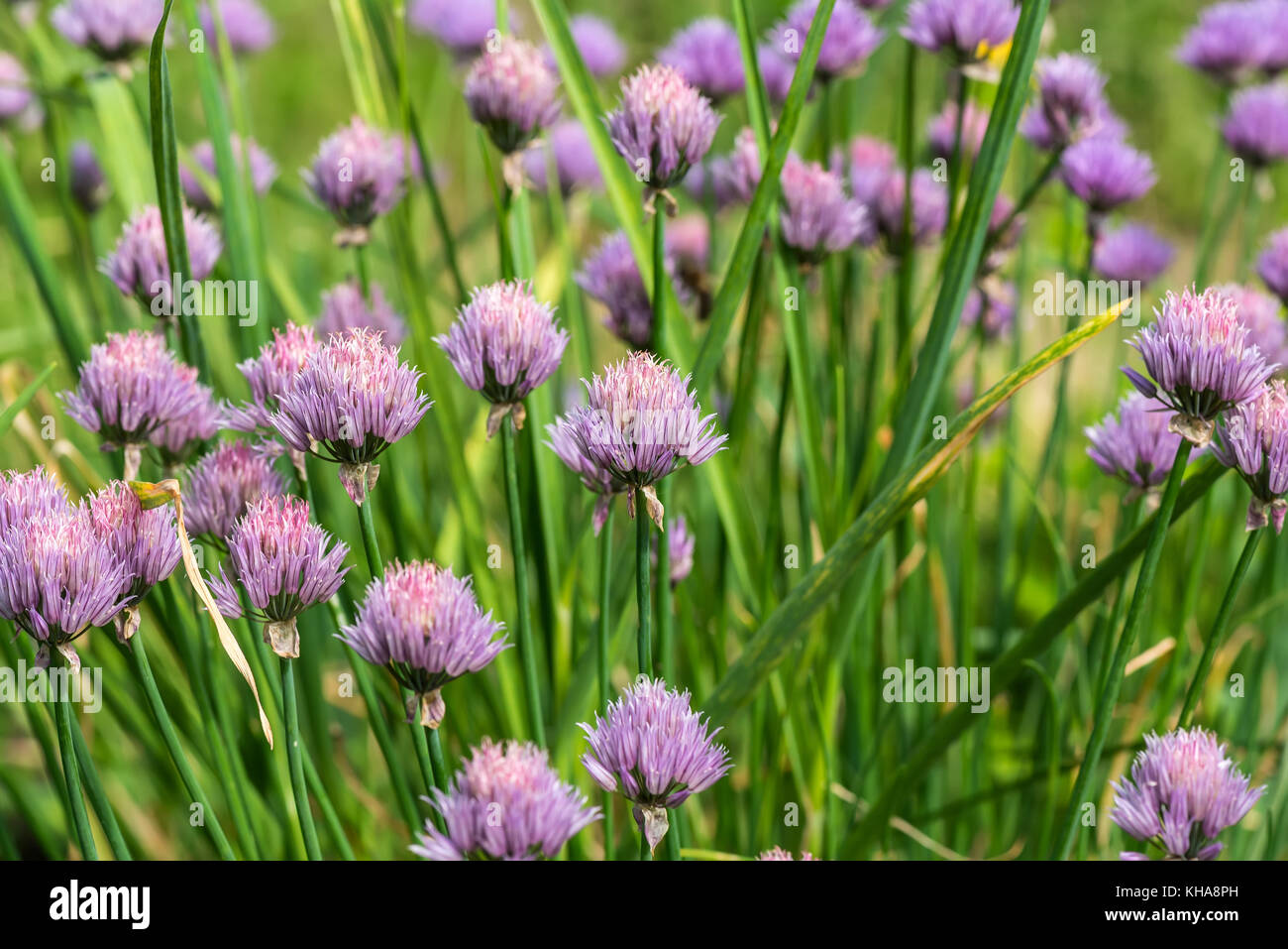 Cadre naturel magnifique floral background d'oignon violet fleurs du jardin Banque D'Images