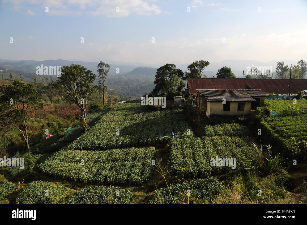 Hill Country Province de cueilleurs de thé de Sri Lanka petit chalet Holding Man Watering Crops Banque D'Images