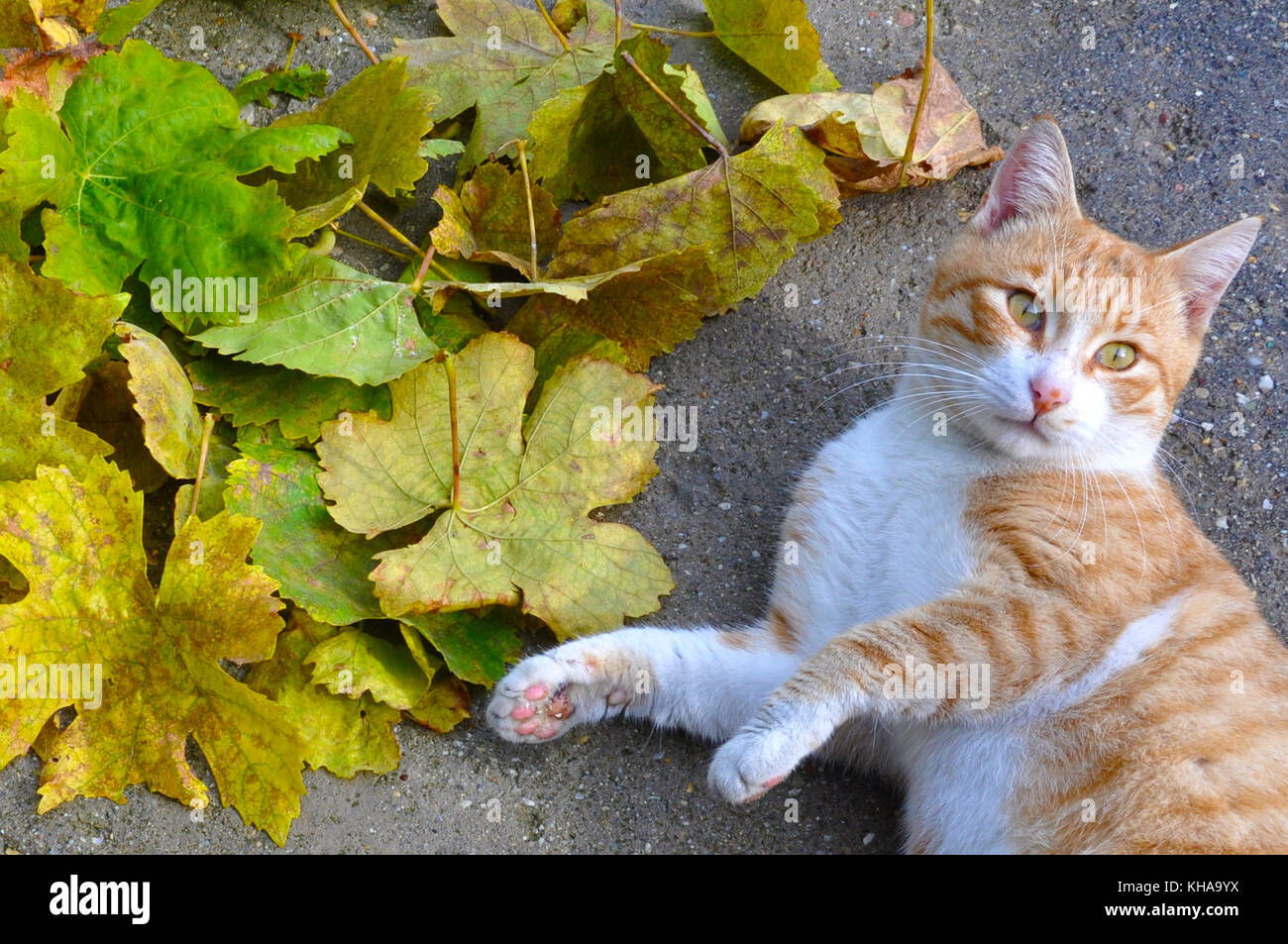 Un chat orange à côté des feuilles d'automne Banque D'Images