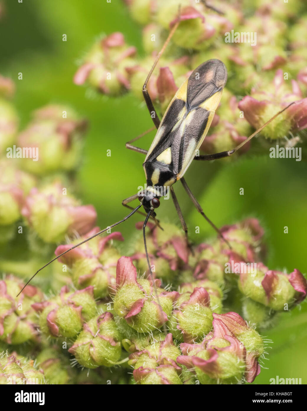 Grypocoris stysi punaises mirides, sur l'ortie. Tipperary, Irlande. Banque D'Images