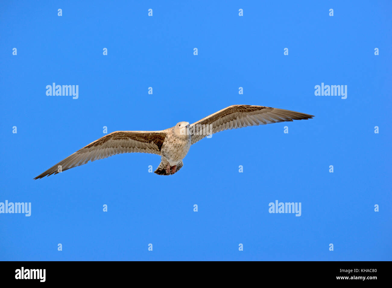 European Herring Gull (Larus argentatus), les jeunes en vol, îles de la Frise orientale, Basse-Saxe, Allemagne Banque D'Images