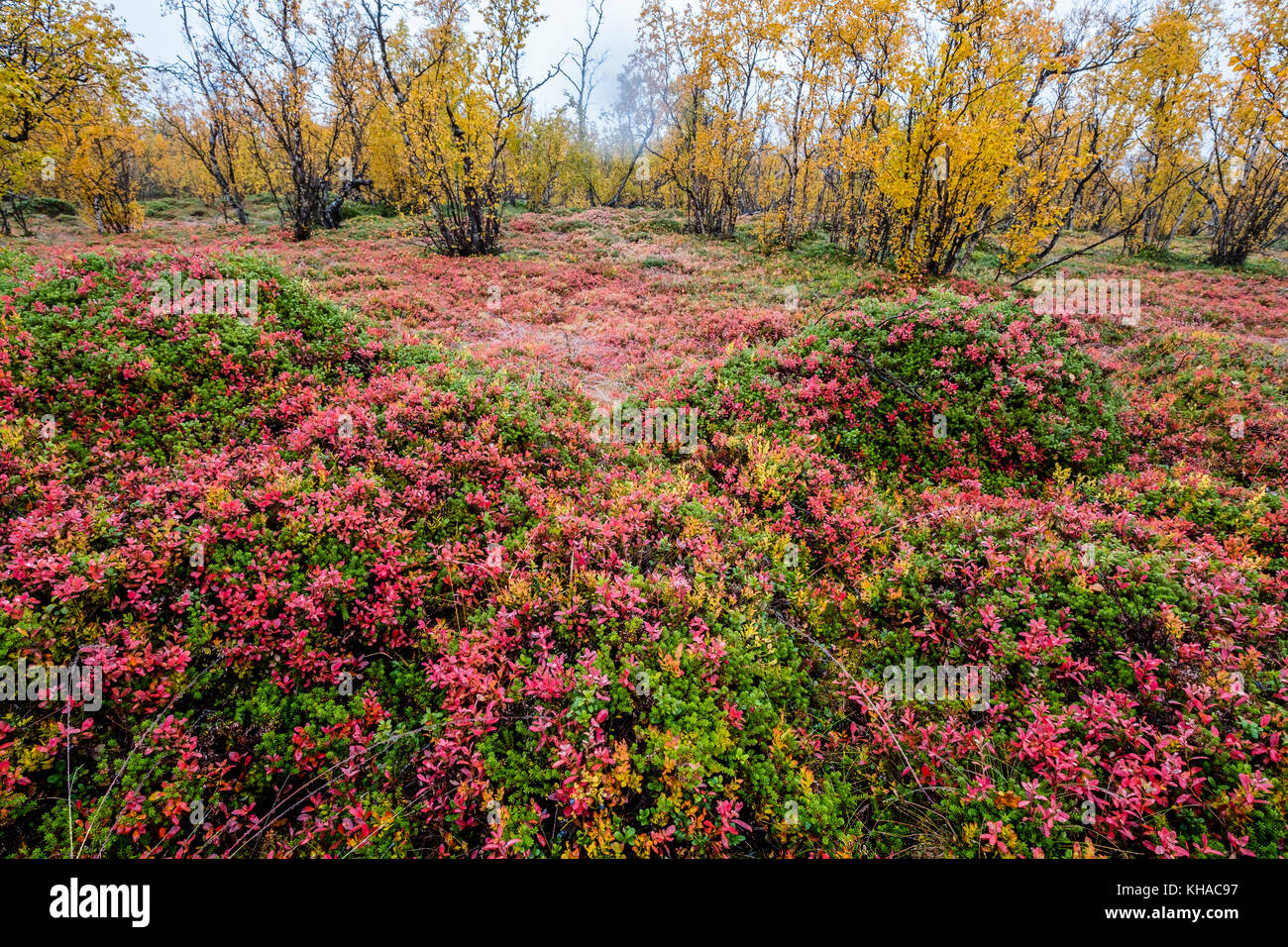Sol de la forêt d'automne, bleuets, norrbottens, Norrbottens Län, laponia, Laponie, Suède Banque D'Images
