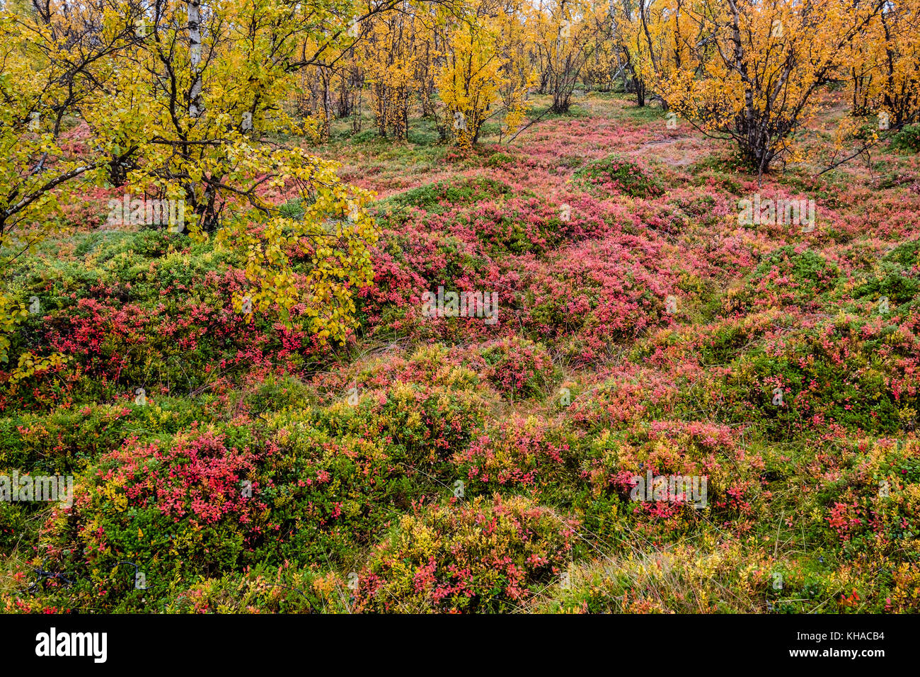 Sol de la forêt d'automne, bleuets, norrbottens, Norrbottens Län, laponia, Laponie, Suède Banque D'Images