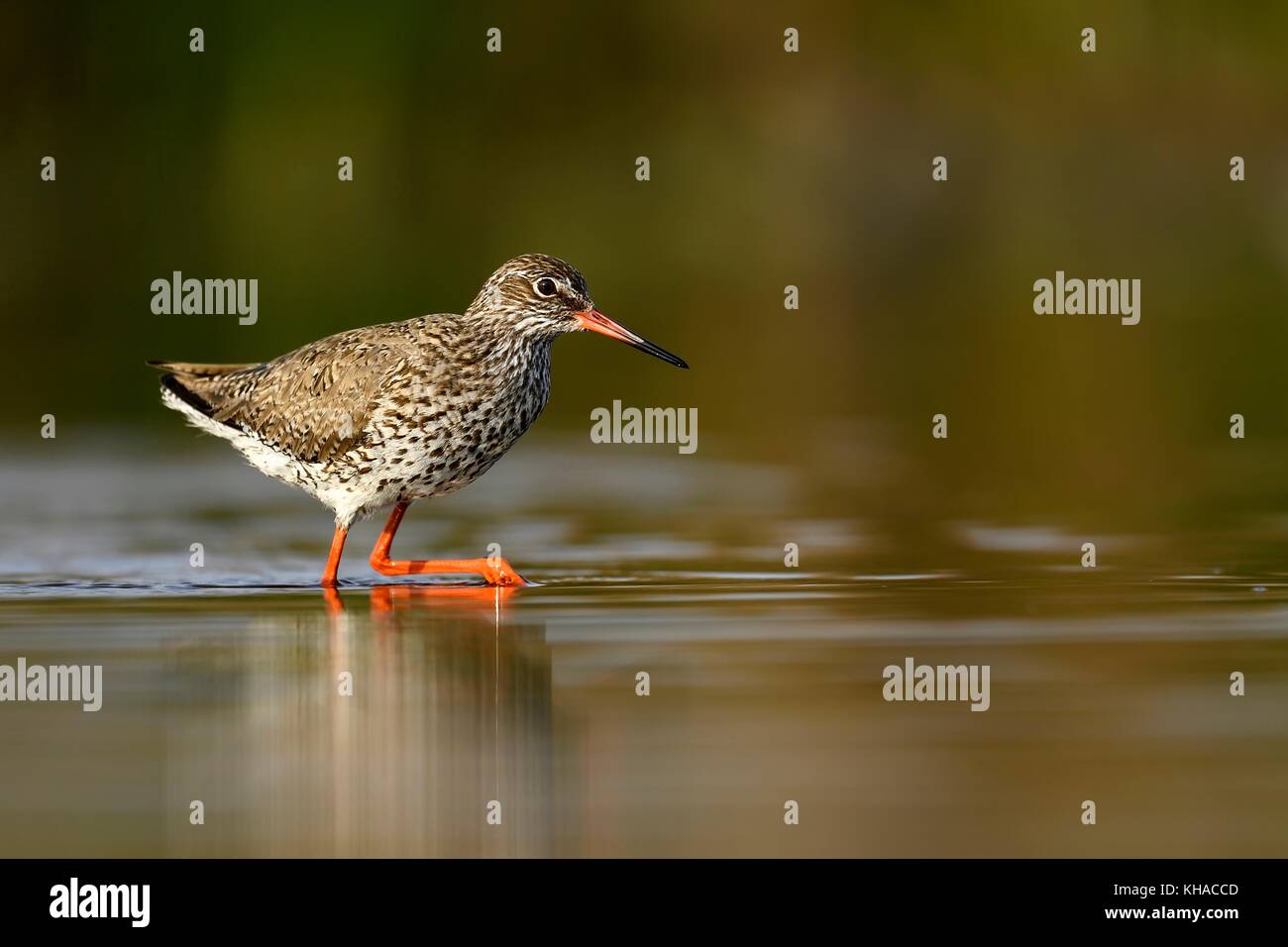 Chevalier gambette (Tringa totanus), des profils s'exécute dans l'eau, le parc national de Kiskunsag, Hongrie Banque D'Images