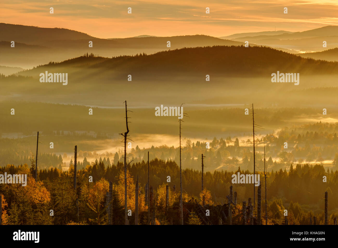 Brouillard matinal dans le parc national de Sumava en République tchèque, Šumava, vue de Siebensteinkopf, près de Finsterau, Forêt bavaroise Banque D'Images