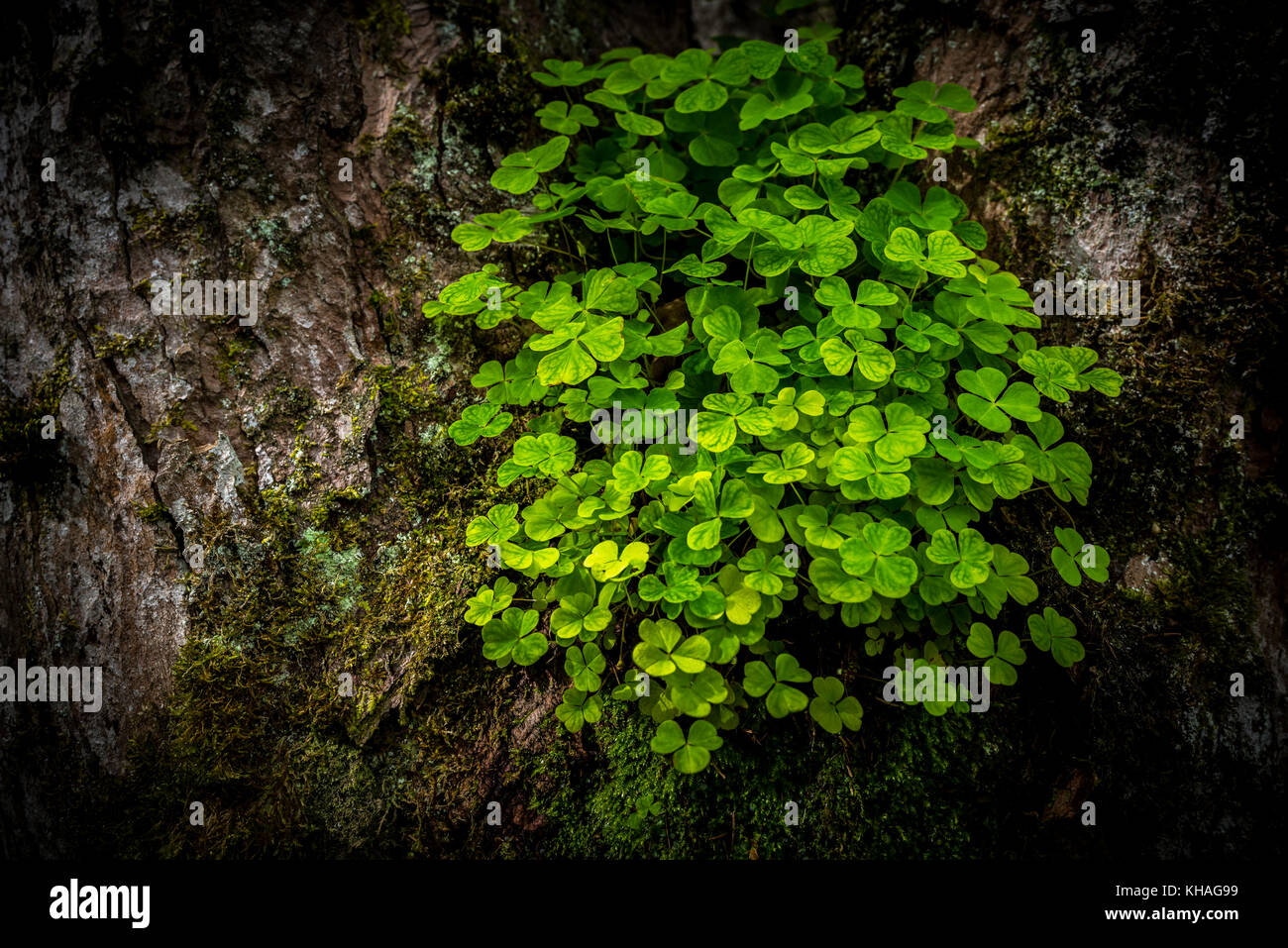 L'oxalide (Oxalis acetosella) de tronc d'arbre, Tyrol, Autriche Banque D'Images
