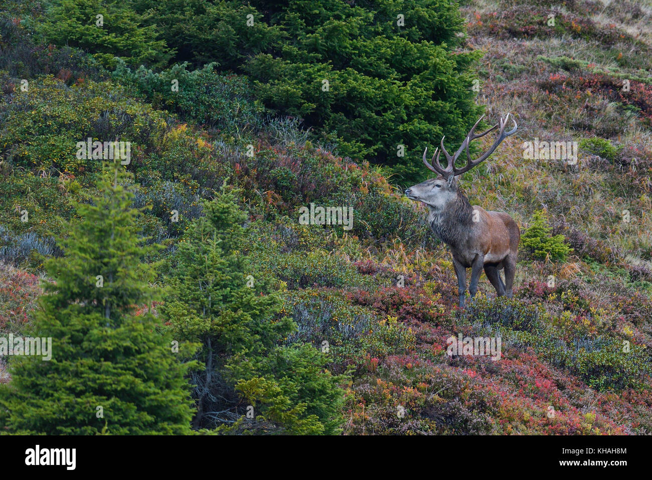 Red Deer (Cervus elaphus) sur un versant de montagne en automne, Tyrol, Autriche Banque D'Images