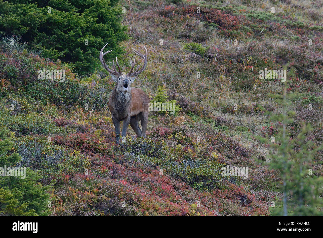Red Deer (Cervus elaphus) stag rugissant, à l'orniérage sur le versant de montagne en automne, Tyrol, Autriche Banque D'Images