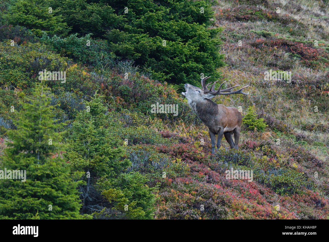 Red Deer (Cervus elaphus) stag rugissant, à l'orniérage sur le versant de montagne en automne, Tyrol, Autriche Banque D'Images