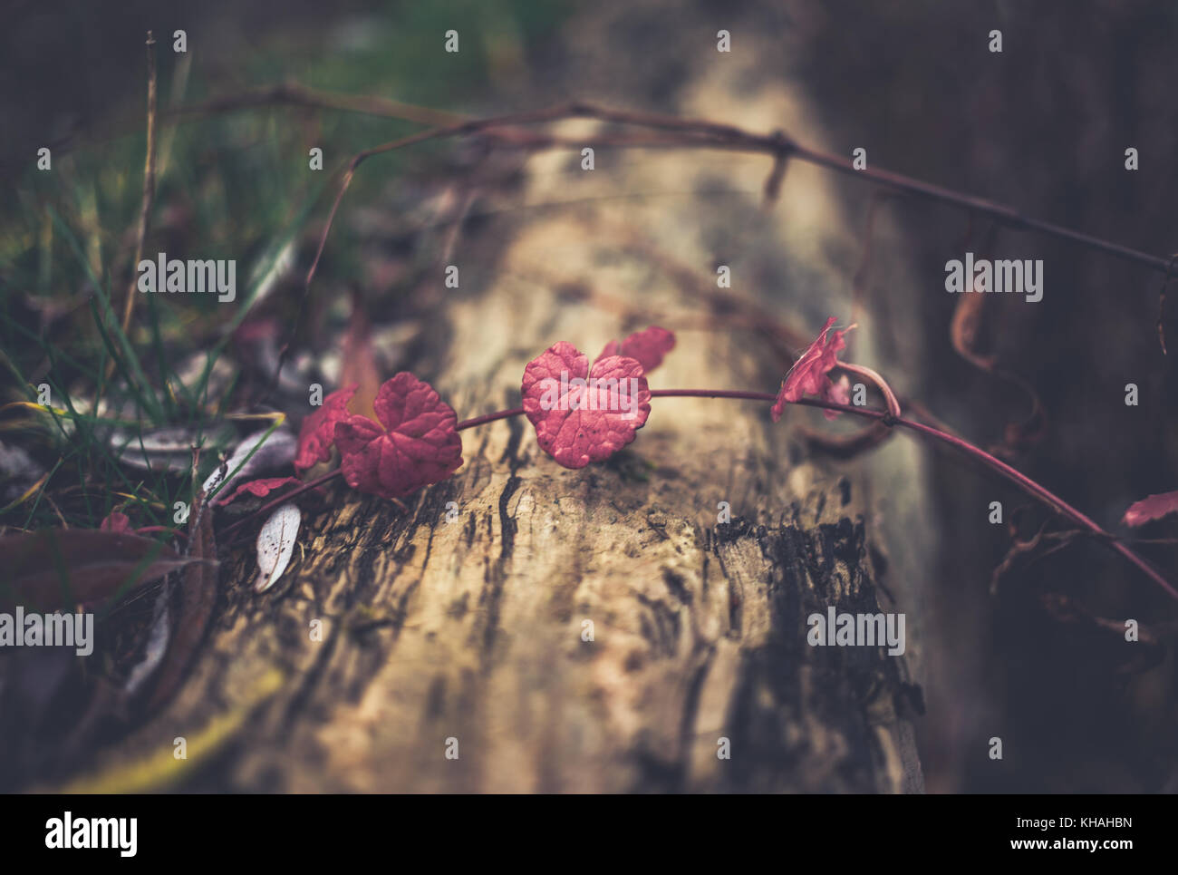 En forme de cœur rouge plante grimpante (éventuellement Fuschia sp) s'étend sur les feuilles tronc d'arbre pourri Banque D'Images