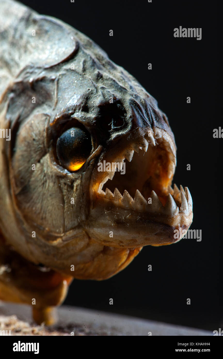 Close Up Montrant Les Dents De Scie D Un Sharp Carnivore Piranha Poissons Trouves Dans De Nombreux Cours Au Bresil Y Compris Le Fleuve Amazone Bresil Photo Stock Alamy