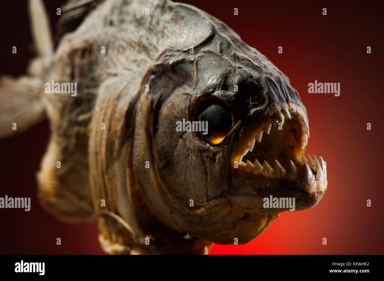 Close Up Montrant Les Dents De Scie D Un Sharp Carnivore Piranha Poissons Trouves Dans De Nombreux Cours Au Bresil Y Compris Le Fleuve Amazone Bresil Photo Stock Alamy Close Up Montrant Les Dents De Scie D Un Sharp Carnivore Piranha Poissons Trouves Dans De Nombreux Cours Au Bresil Y Compris Le Fleuve Amazone Bresil Photo Stock Alamy