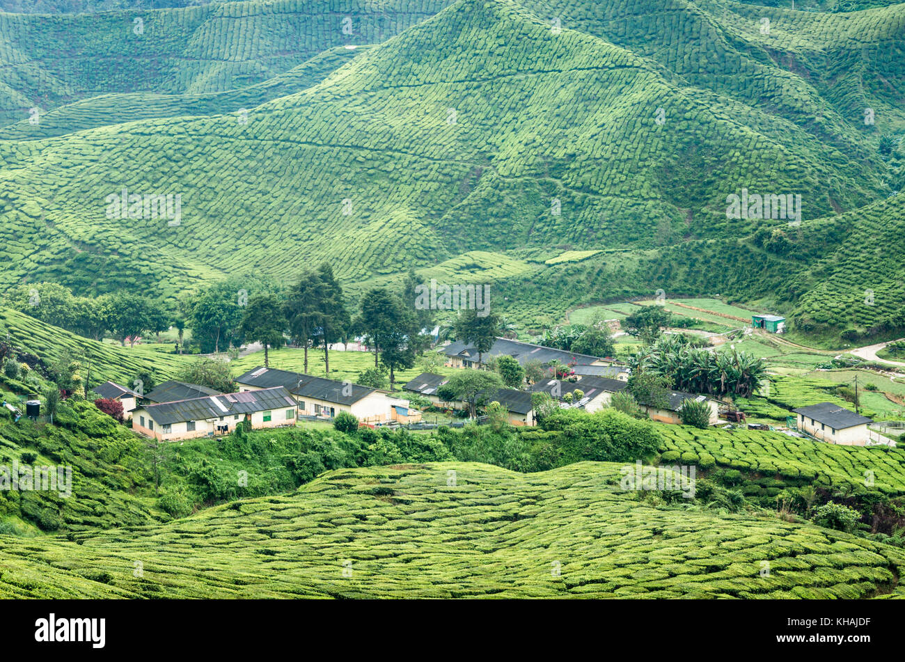 Les plantations de thé de Cameron Highlands Banque D'Images
