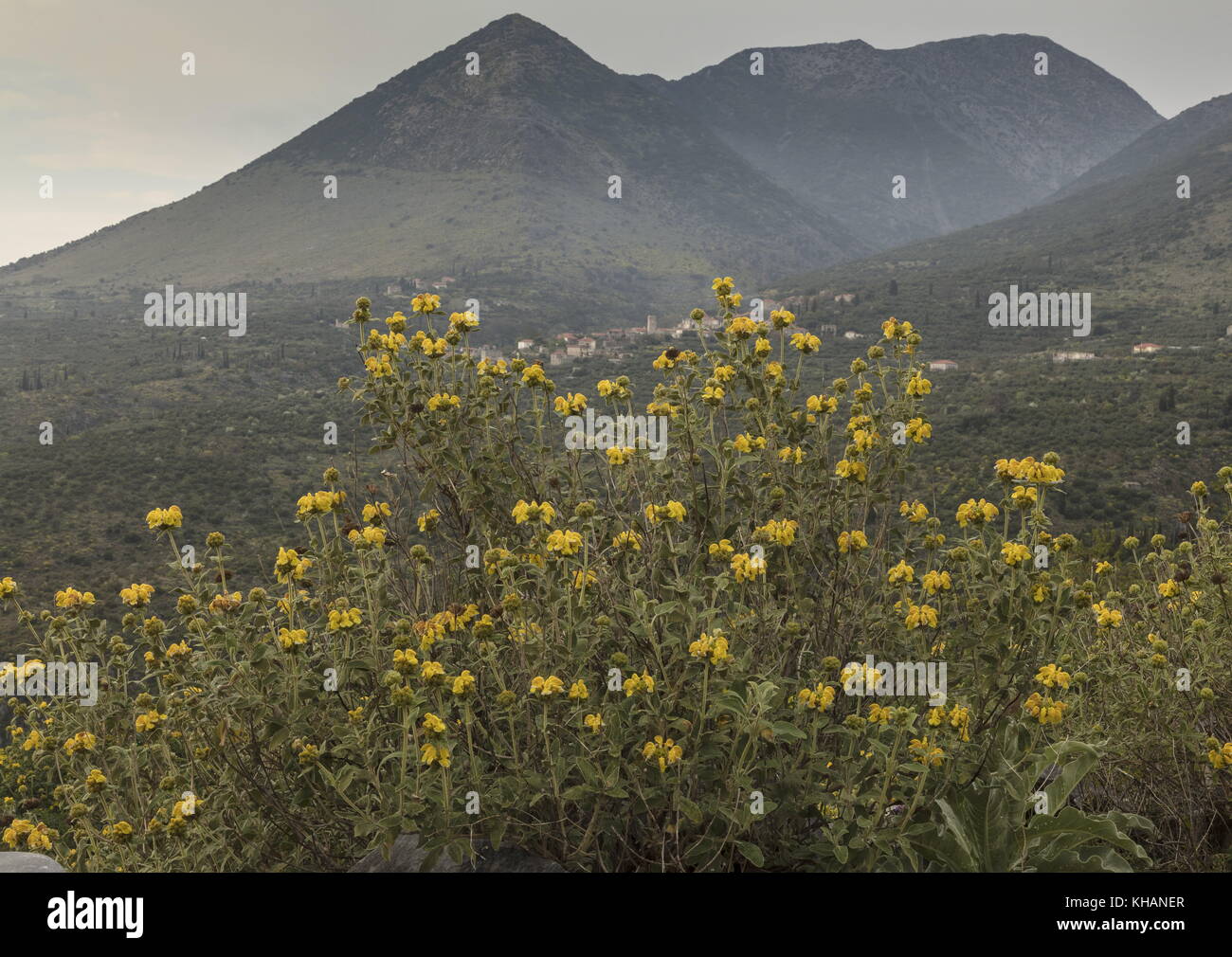 Jérusalem Sage, Phlomis fruticosa, en fleurs sur la péninsule de Mani, Péloponnèse, Grèce. Banque D'Images