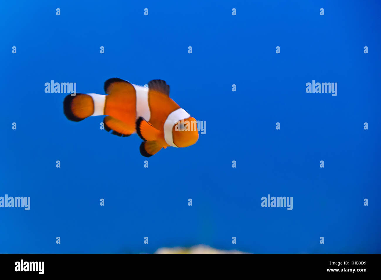 Image de poisson clown dans l'eau de l'aquarium Banque D'Images