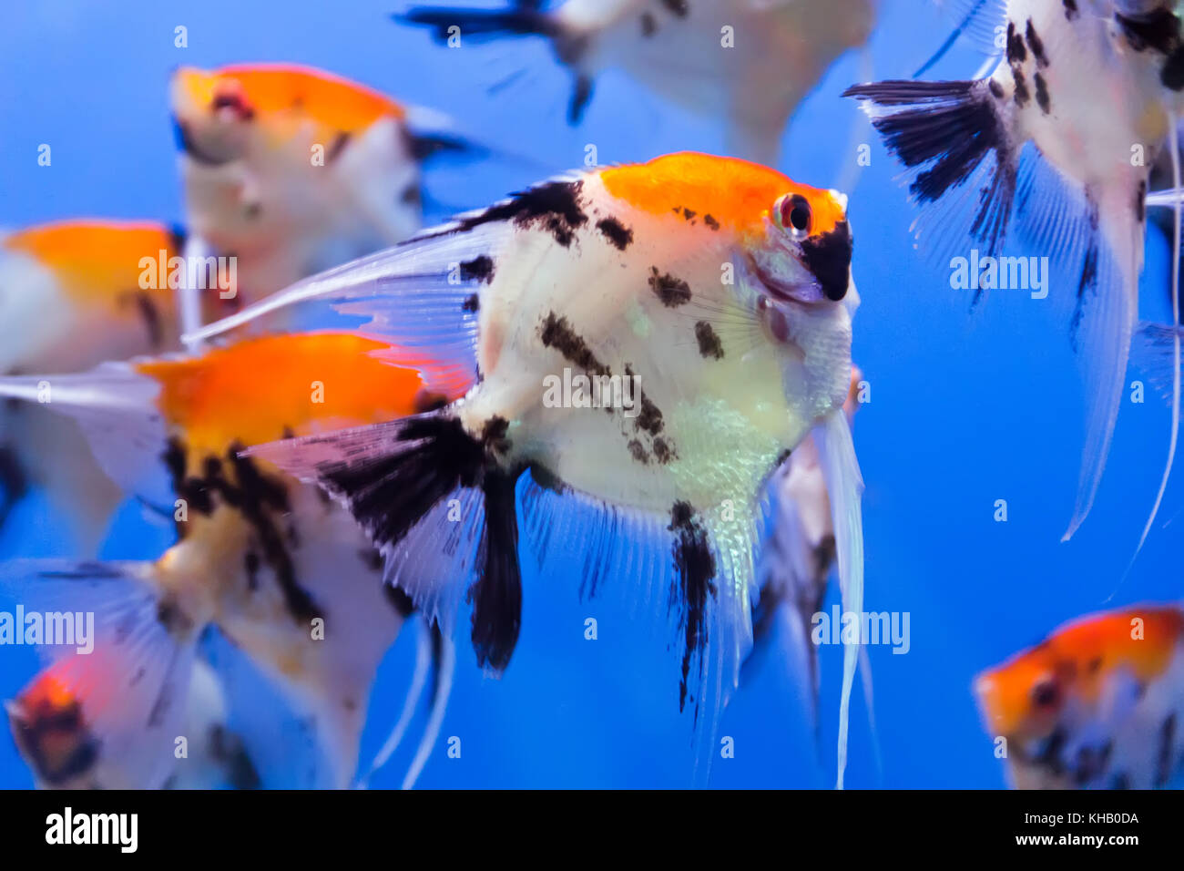 Photo de poissons d'aquarium dans la Blue Water Banque D'Images