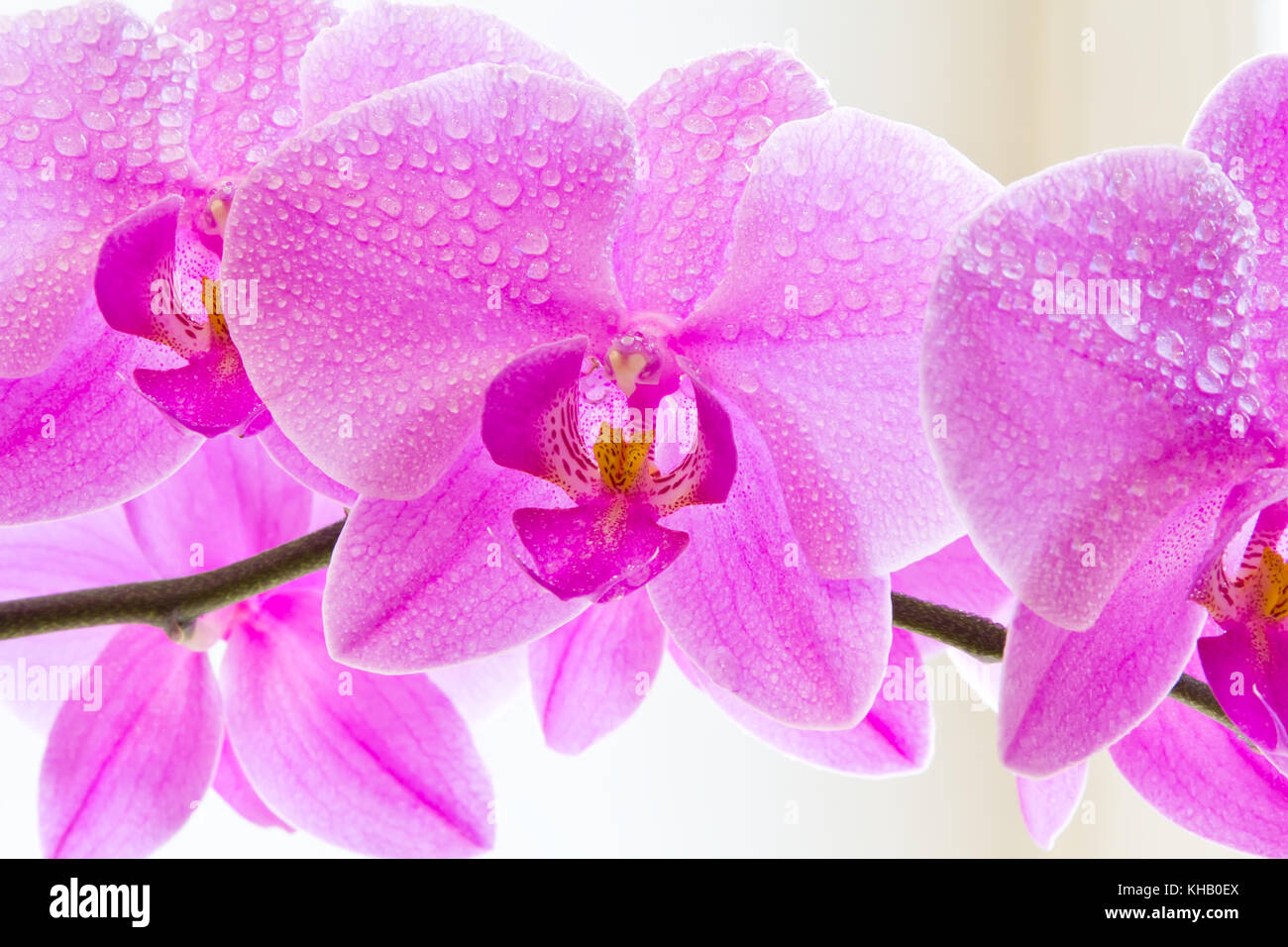 Photo de belle orchidée pourpre sur fond blanc Banque D'Images
