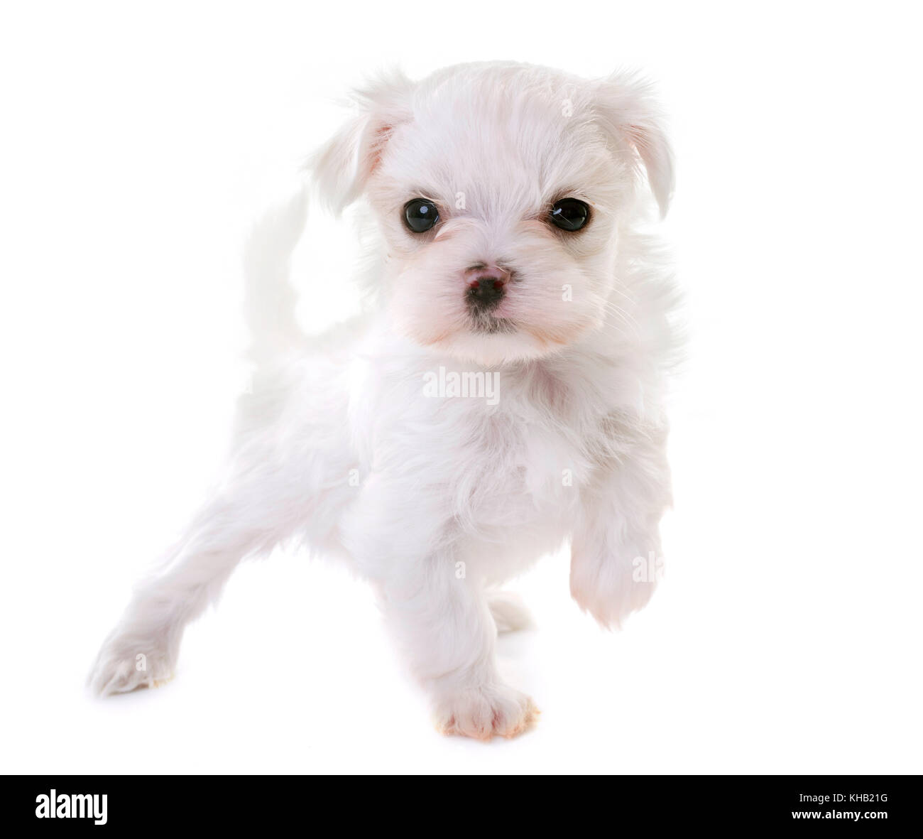 Chiot maltese dog in front of white background Banque D'Images