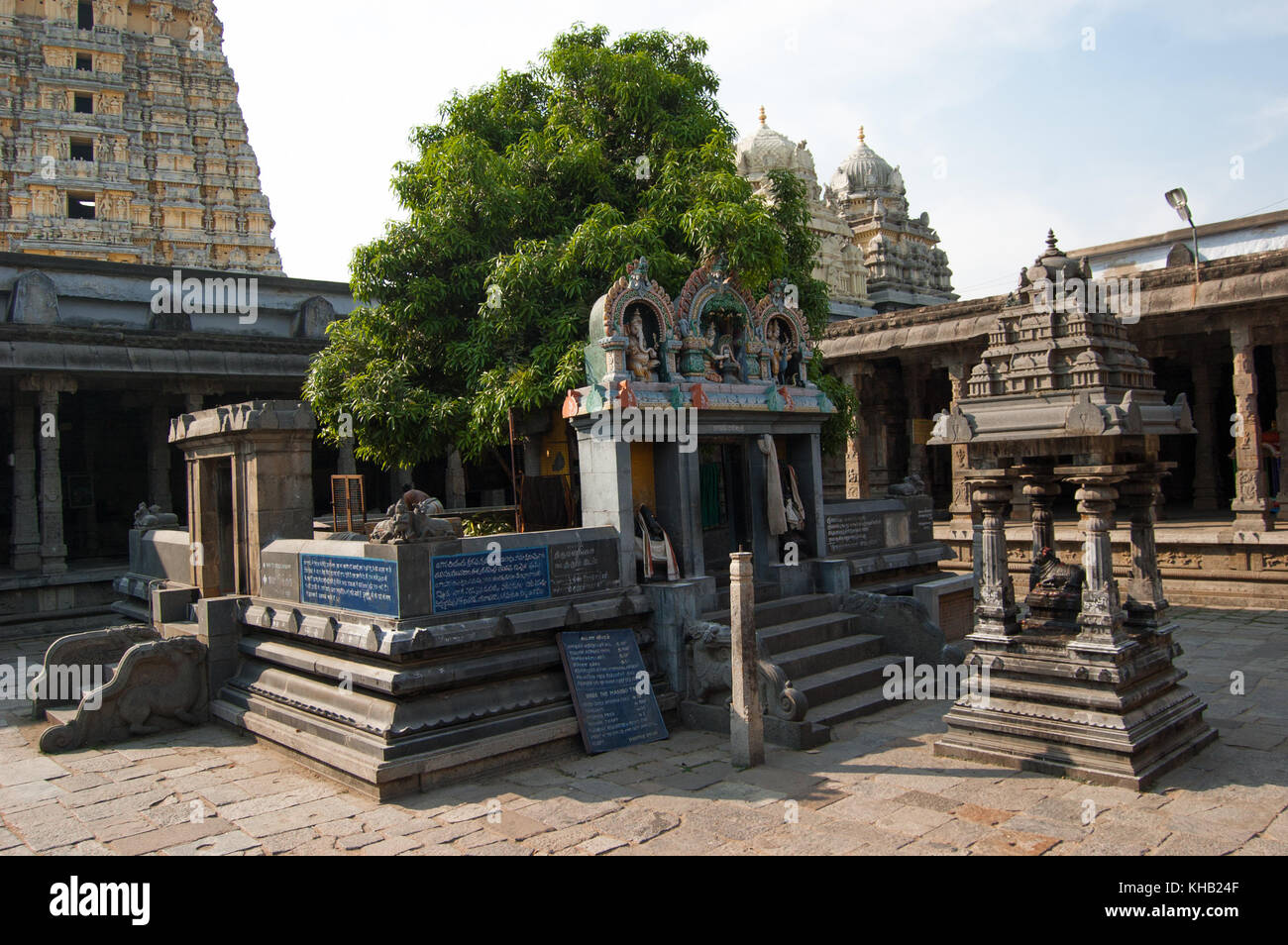 Arbre sacré dédié à la mangue à l'union de Shiva et Parvati. ekambareswarar temple est un temple hindou. ekambam kachi vieux temple de Shiva. plus grand temple de la ville de kanchipuram. Tamil Nadu, Inde. Banque D'Images