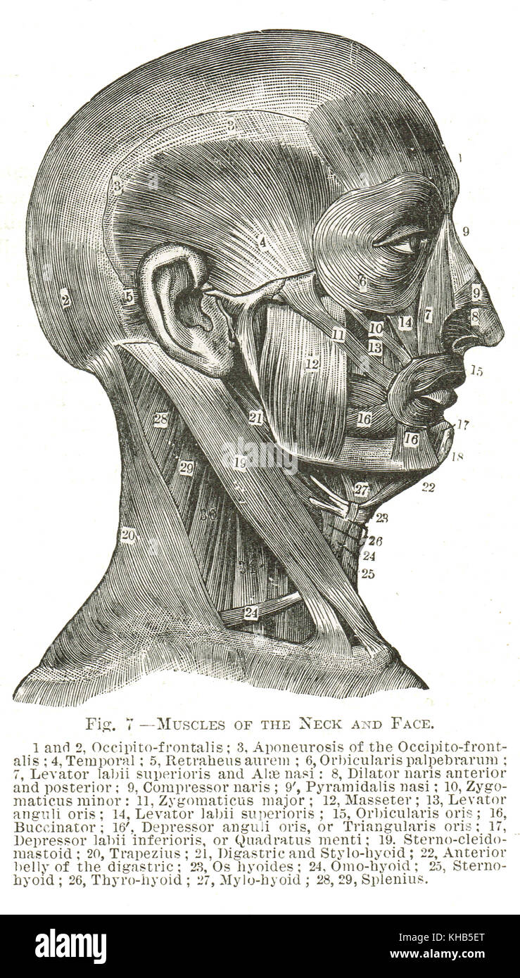 Muscles de la face et du cou, illustration du 19e siècle Banque D'Images