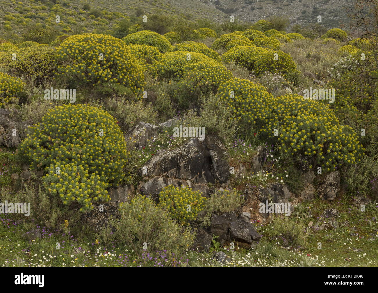 Les fleurs de printemps dans la péninsule de Mani, dominé par l'euphorbe, Euphorbia dendroides arbre ; Mani peninsula, Péloponnèse, Grèce. Banque D'Images