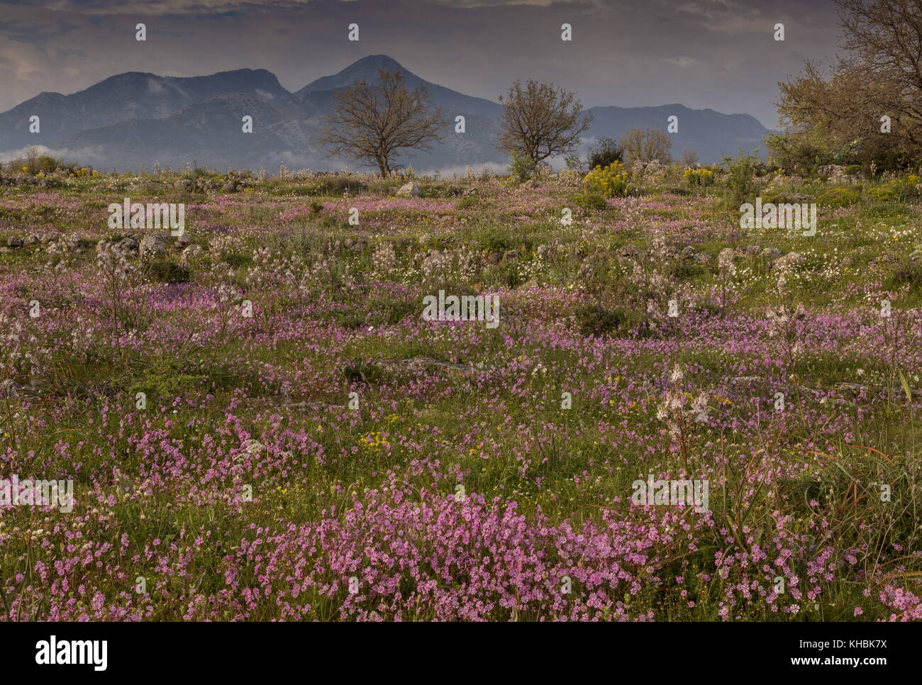 Paysage calcaire spectaculaires au printemps, dominé par Silène Rose, Mani Peninsula, Péloponnèse, Grèce. Banque D'Images