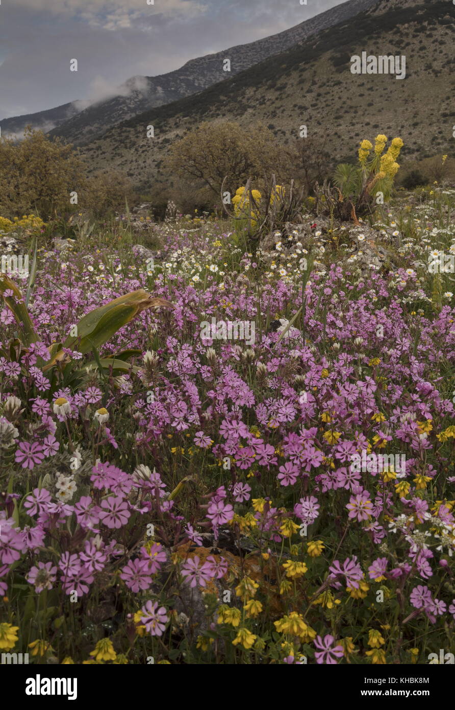 Paysage calcaire spectaculaires au printemps, dominé par Silène Rose, Mani Peninsula, Péloponnèse, Grèce. Banque D'Images