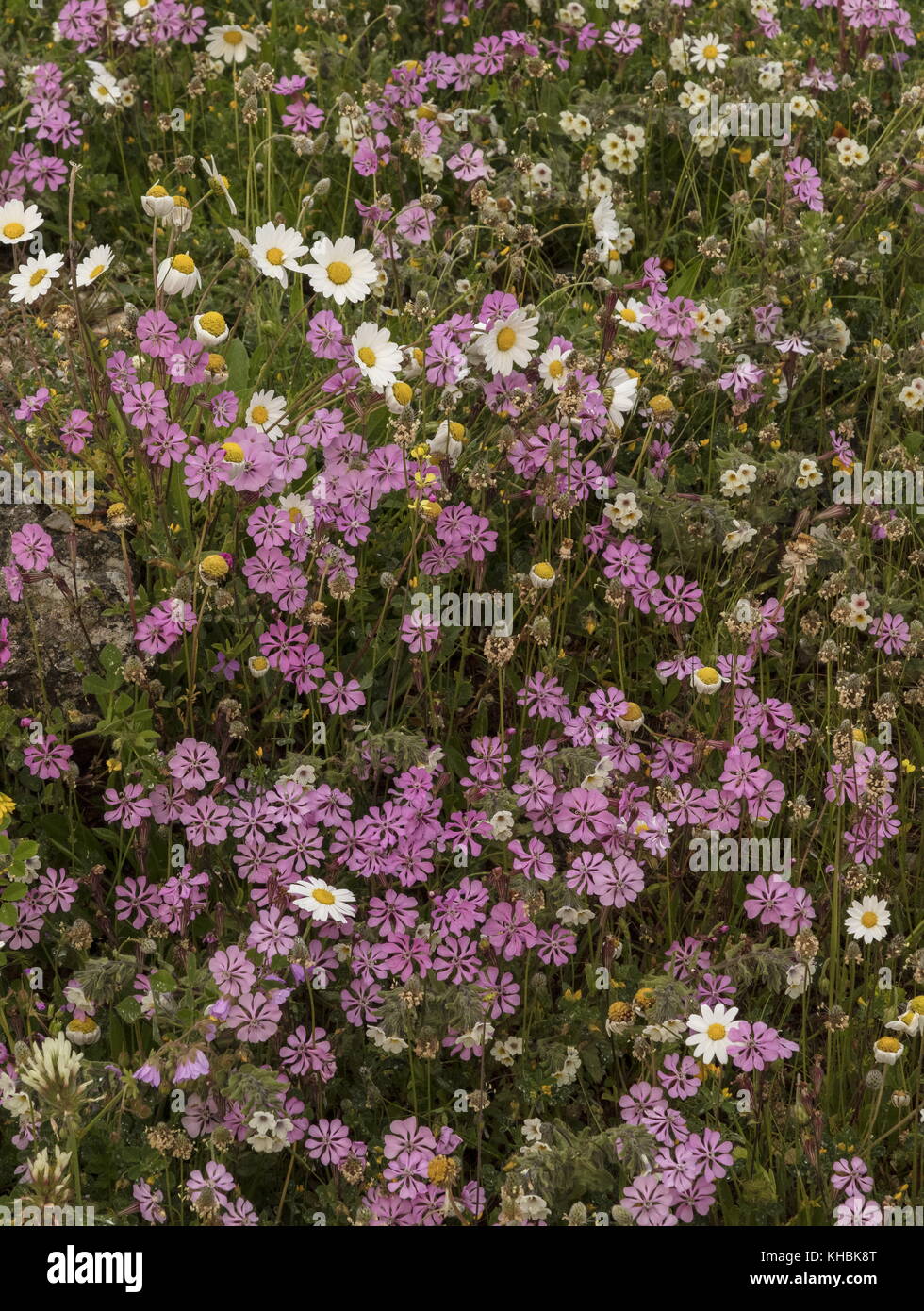 Silène rose, Silene colorata et autres fleurs de printemps, la péninsule de Mani, Péloponnèse, Grèce. Banque D'Images