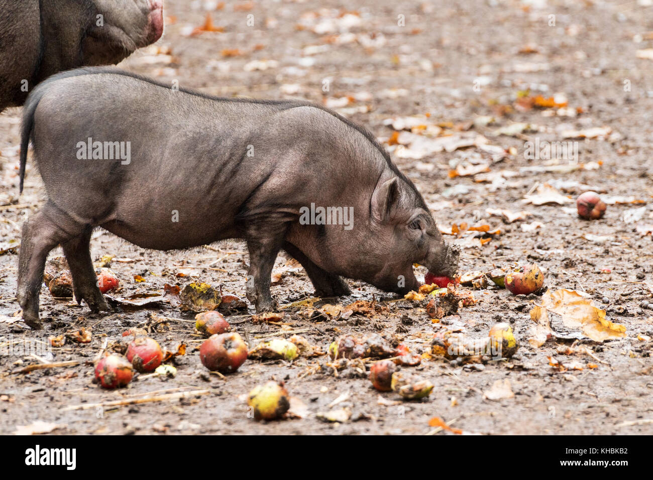 Cochon avec une pomme dans la bouche Banque de photographies et d’images à haute résolution Alamy