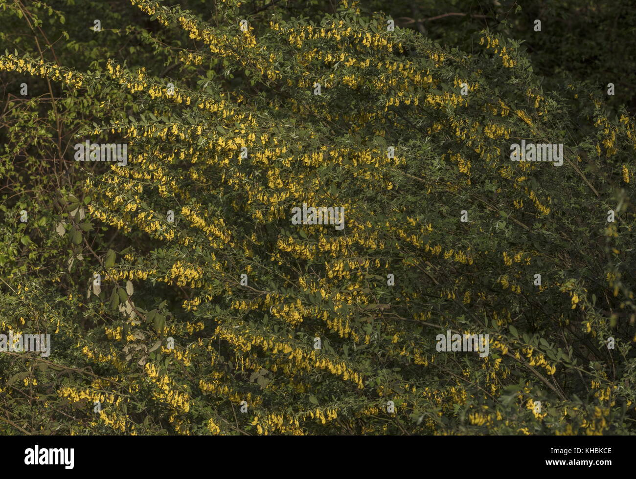 Genêt poilu, Cytisus villosus en fleur au printemps, Mani, Péloponnèse, Grèce. Banque D'Images