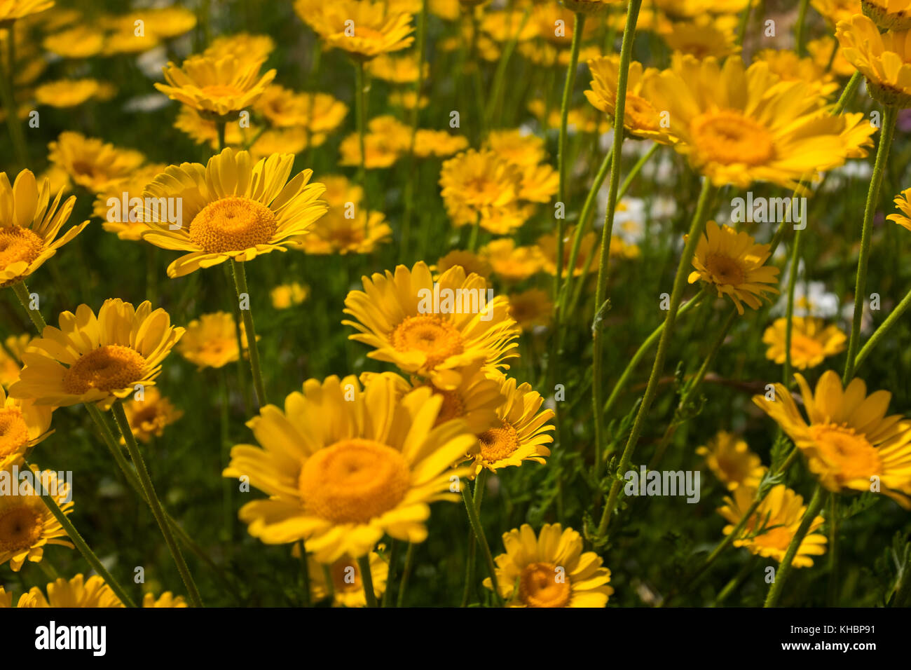 Marguerites dans un champ de fleurs d'été dans le sud de la Suède Banque D'Images