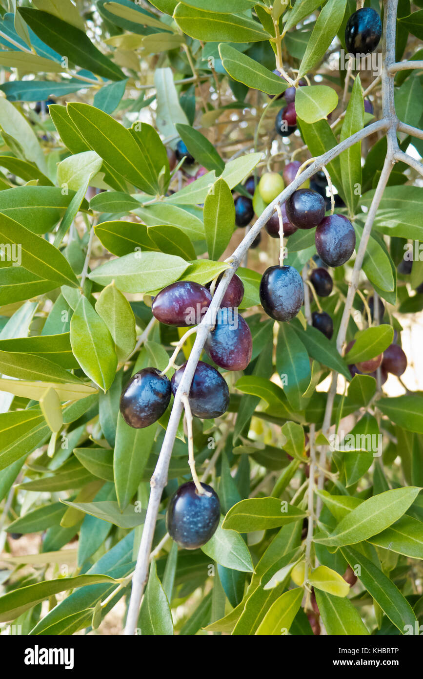 Olives growing en climat méditerranéen. Banque D'Images