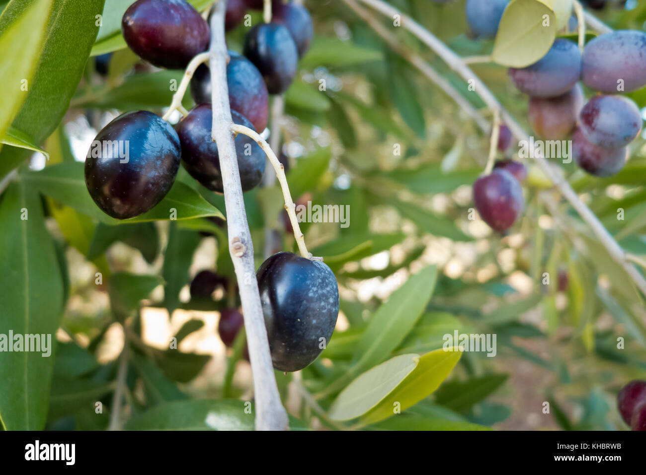 Olives growing en climat méditerranéen. Banque D'Images